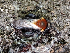 Andrena thoracica