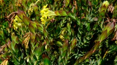 Gnidia oppositifolia