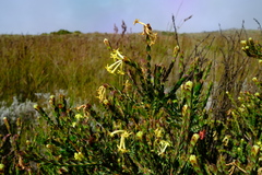 Gnidia oppositifolia