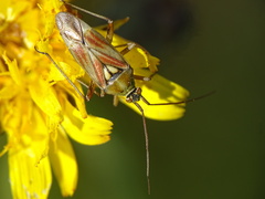 Calocoris roseomaculatus roseomaculatus