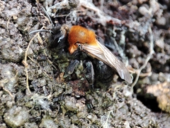 Andrena thoracica