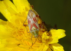 Calocoris roseomaculatus roseomaculatus