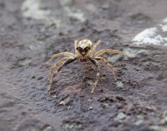 Phintelloides versicolor