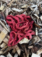 Clathrus ruber