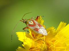 Calocoris roseomaculatus roseomaculatus