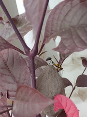 Sceliphron fistularium