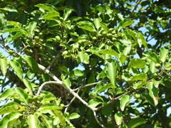 Cordia caffra