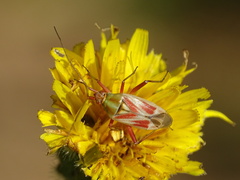 Calocoris roseomaculatus roseomaculatus