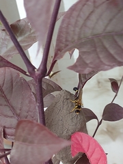 Sceliphron fistularium