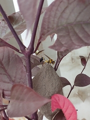 Sceliphron fistularium