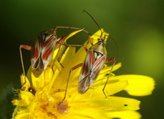 Calocoris roseomaculatus roseomaculatus