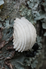 Monophlebidae