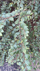 Ziziphus