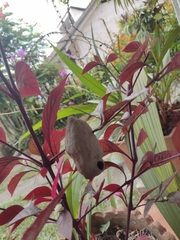 Sceliphron fistularium