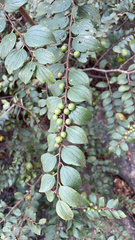 Ziziphus