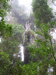 Prumnopitys standleyi