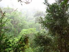 Prumnopitys standleyi