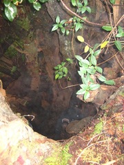 Prumnopitys standleyi