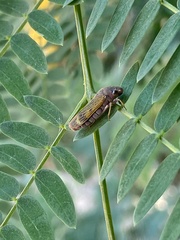 Proconiini