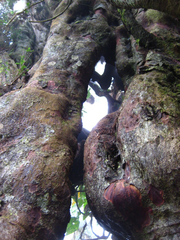 Prumnopitys standleyi