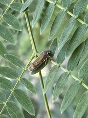 Proconiini