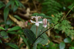 Tricyrtis macropoda