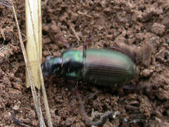 Harpalus