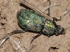 Poecilus