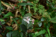 Tricyrtis macropoda