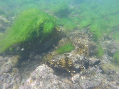 Millepora alcicornis