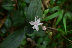 Tricyrtis macropoda