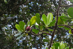 Clusiaceae