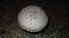 Saproamanita