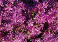 Ruschia cradockensis