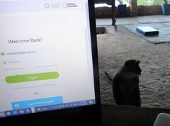 Cercopithecus mitis albogularis