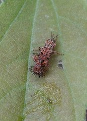 Rhamnapoderus