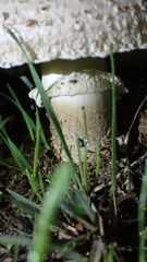 Saproamanita