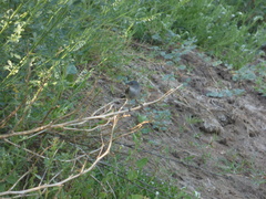 Serpophaga nigricans