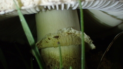 Saproamanita