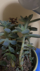 Graptopetalum paraguayense