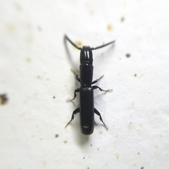 Taphroscelidia linearis