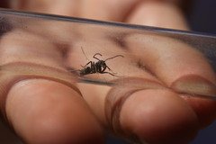 Ophthalmopone hottentota
