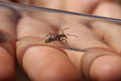 Ophthalmopone hottentota