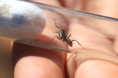 Ophthalmopone hottentota