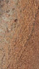 Technomyrmex albipes