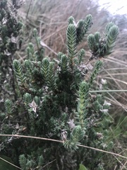 Crucianella maritima