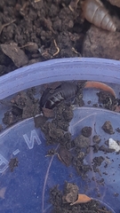 Pycnoscelus surinamensis