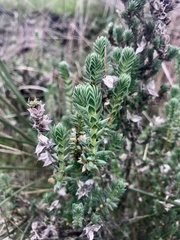 Crucianella maritima