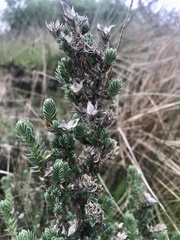 Crucianella maritima