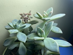 Graptopetalum paraguayense
